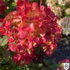 Hydrangea paniculata 'Diamant Rouge' - Aedhortensia 'Diamant Rouge' C1/1L
